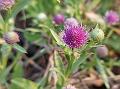 Gomphrena Globe Thistle